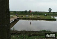 天鹅休闲垂钓