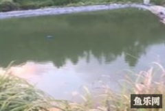 猴栗堡鱼乐圈