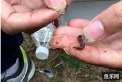 使用蚯蚓钓鱼时，钓友常犯的2种错误，将直接影响你的渔获